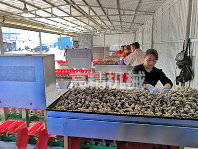 三七分选机 称重分级机 三七重量分拣机