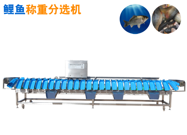 重量分选机 鲤鱼称重分选机